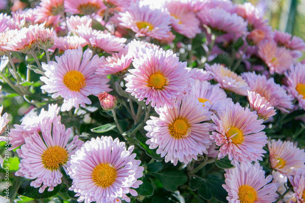 Fototapeta premium Close up of beautiful light pink chrysanthemum flowers with bright yellow centers blooming in a sunny outdoor autumn botanical garden