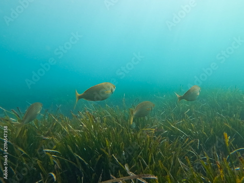 Fotografie Salema porgy fish swimming over lush seagrass underwater near coast of Saint Jea