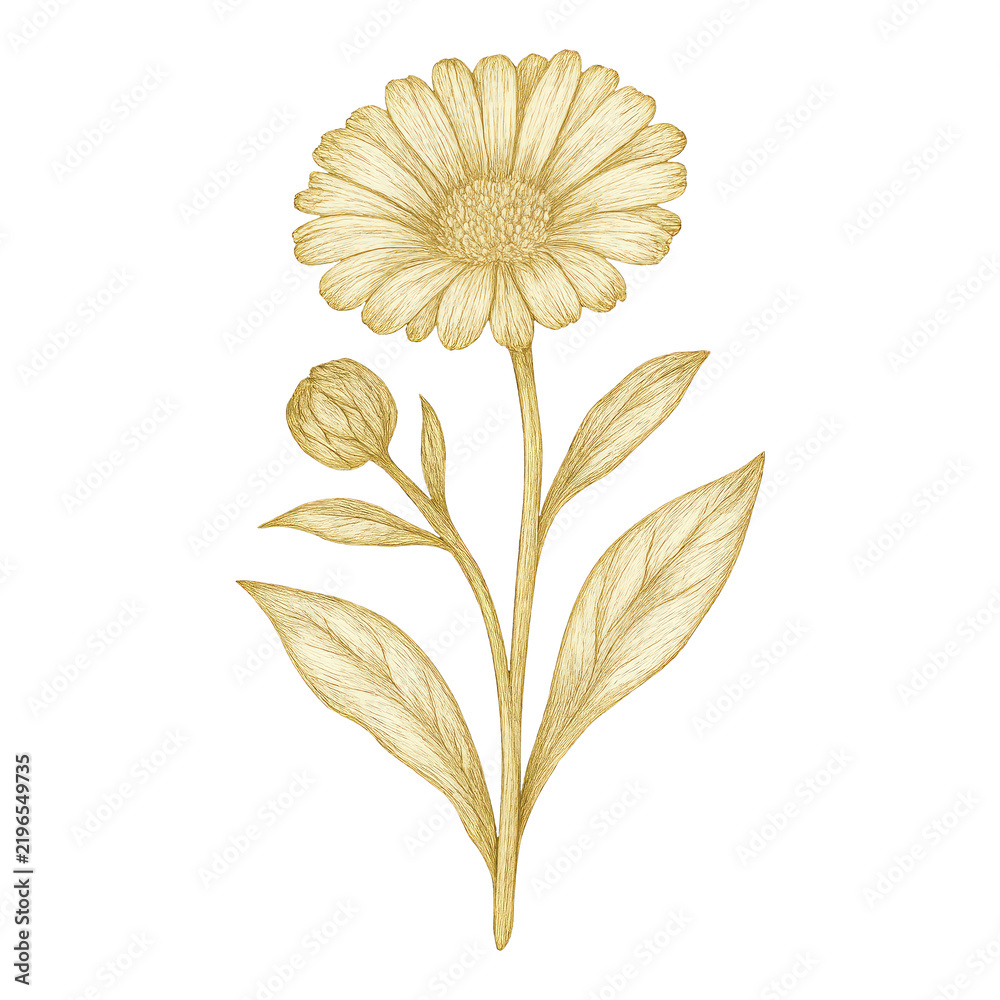 Obraz premium PNG Elegant botanical floral illustration