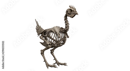 rooster isolated on white background
