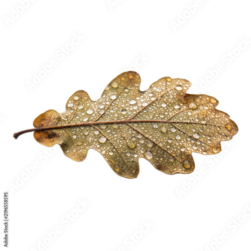 A single dried brown oak leaf covered in water droplets isolated on white background with featuring numerous small drops resting surface small clear dew