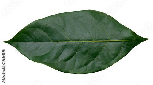 Foto Isolated vibrant green leaf with prominent central vein and smooth texture, clos