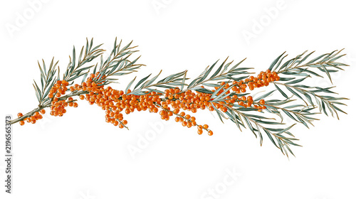 Isolated vibrant sea buckthorn branch illustration with ripe orange berries and green leaves