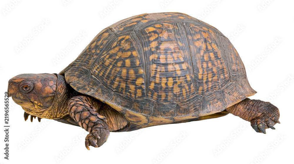Obraz premium Isolated terrestrial box turtle with its beautiful brown and orange patterned shell and scaly skin