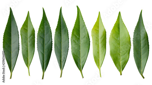 Isolated collection of vibrant green tea leaves displaying natural variations in appearance.