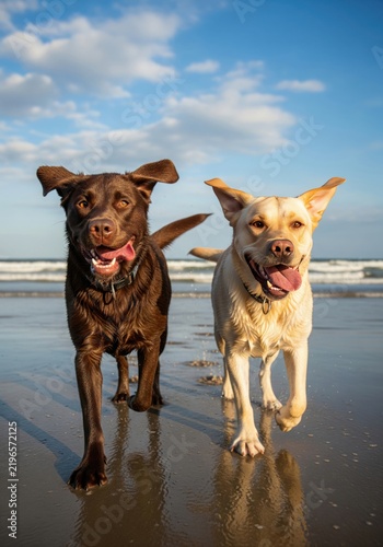 Two labrador retriever dogs running together outdoors in field