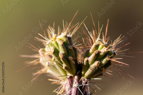 Принти на полотні Closeup photo of a cholla cactus stem showing the details and texture of the plant and thorns in the Arizona desert