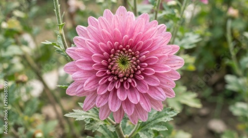 Pink chrysanthemum flower blooming in garden