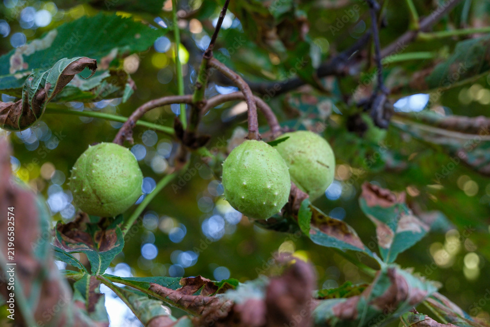 Fototapeta premium Green Horse Chestnuts (Aesculus hippocastanum) Growing on Tree, Spiky Young Fruits, Botanical Close-Up and Seasonal Nature Concept