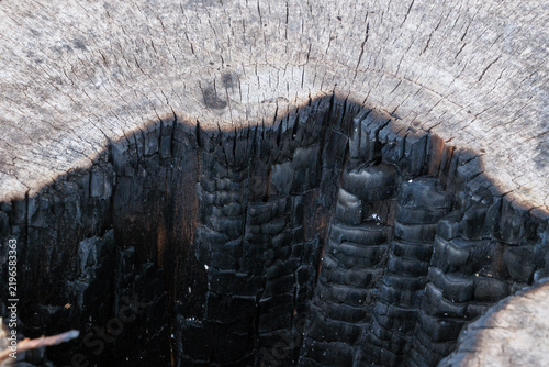 Hollow Tree Stump Burned from the Inside, Charred Wood Texture, Fire Damage and Natural Decay Concept