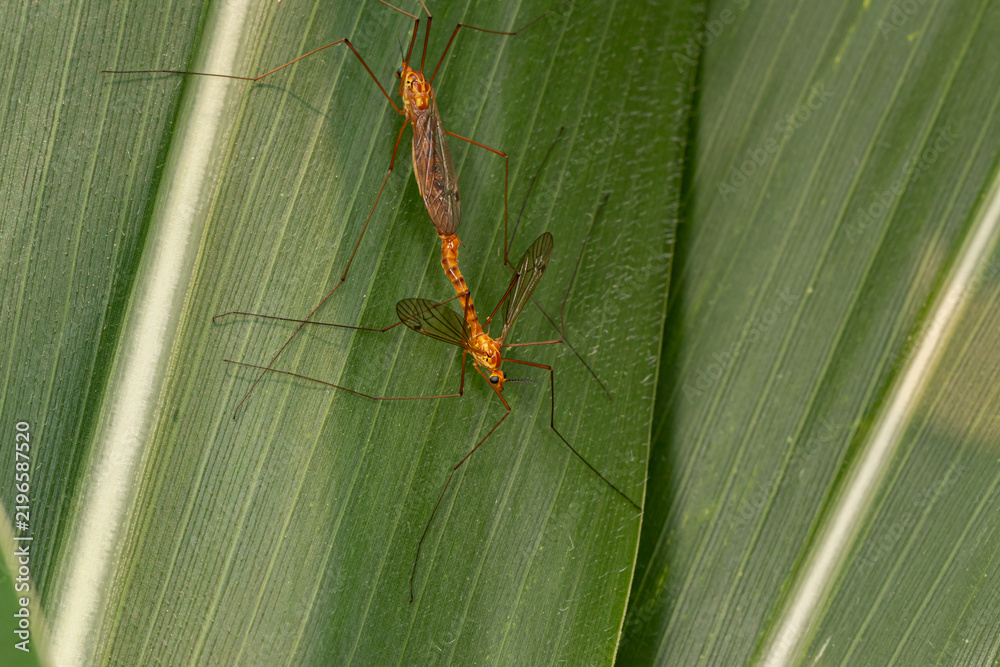 Fototapeta premium Large crane flies mating. Insect identification, habitat conservation, and backyard flower garden concept.