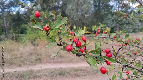 Ripe red hawthorn fruits on a branch.Medicinal plants.
