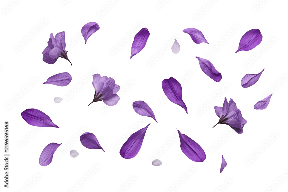 Obraz premium Scattered purple flower petals in a delicate botanical assortment