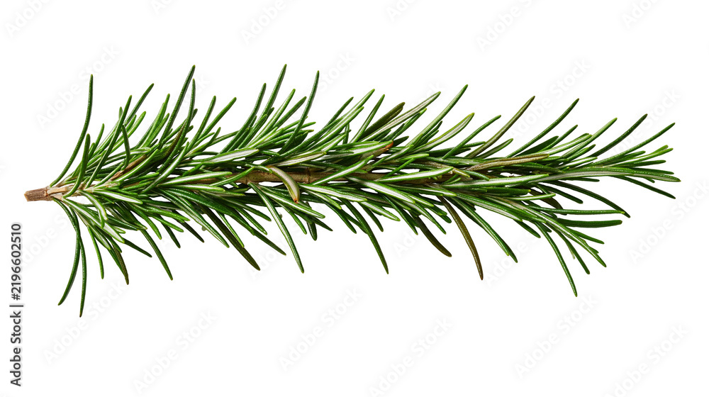 Fototapeta premium Isolated fresh green rosemary sprig, fragrant aromatic herb used for cooking and seasoning