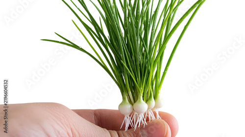 Konstfotografi Isolated fresh green chives or spring onions with roots held by a hand, close-up