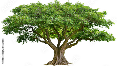 Obraz na plátně Isolated mature tree with abundant green leaves and a robust, gnarled trunk, symbol of nature