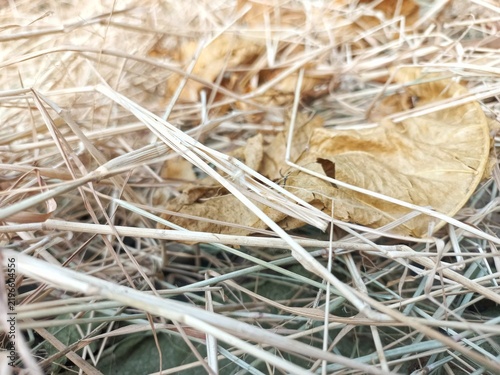 Close-Up of Dry Straw, Dried Leaves, and Hay Texture.