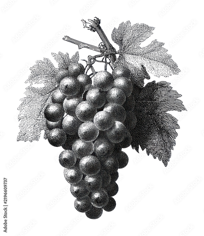 Obraz premium PNG Vintage grape illustration with detailed leaves.