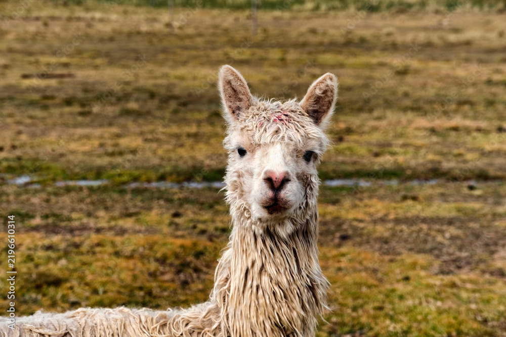 Obraz premium Close up portrait of an alpaca in an Andean grassland in Peru