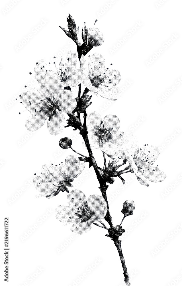 Obraz premium PNG Black and white cherry blossom branch illustration