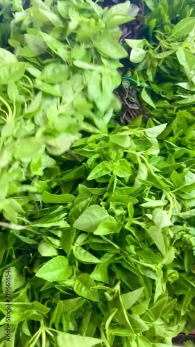 Folhas frescas em feira livre | Fresh leafy greens at an open-air market