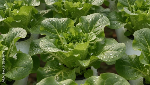 Extreme macro view inside a florida hydroponic greenhouse dense emerald lettuce leaves covered with tiny water droplets advanced growing channels softly visible behind the foliage