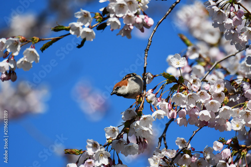 ニュウナイスズメと青空と桜