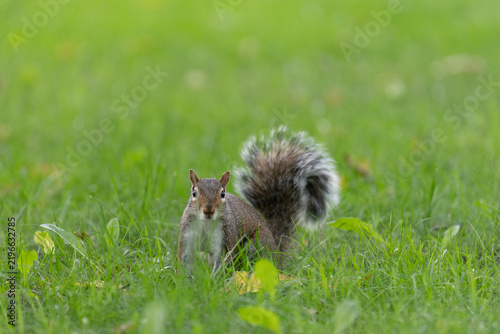 Squirrel in grass in Central Park