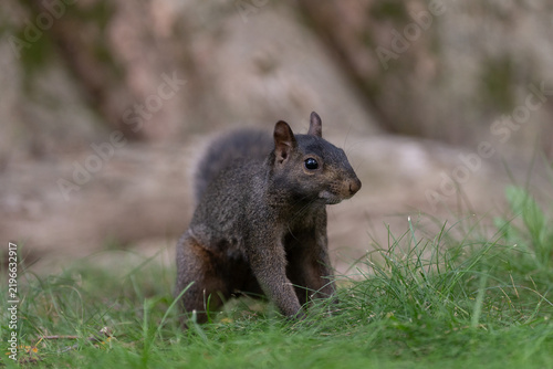 Squirrel in grass in Central Park