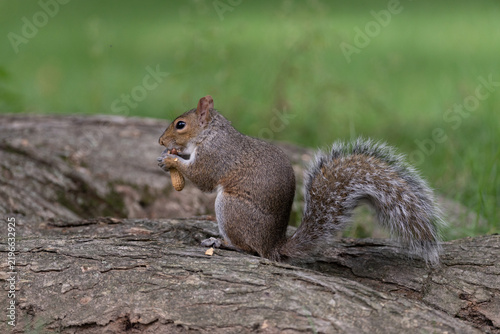 Eastern gray squirrel eating on a log in Central Park