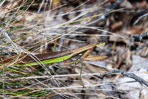 Photography chinese praying mantis in ambush blending with grass blades