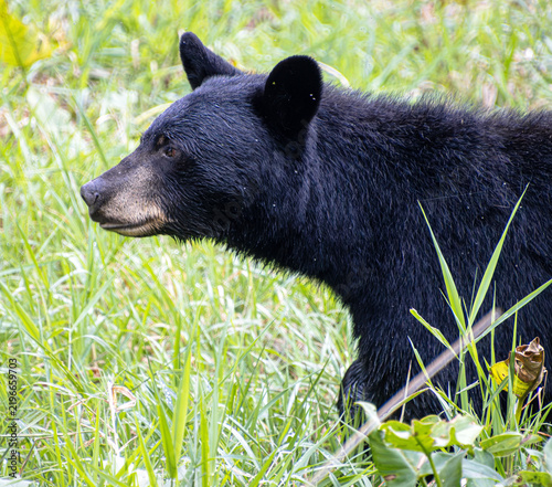 Fotografie black bear mom closeup face eyes ears snout details