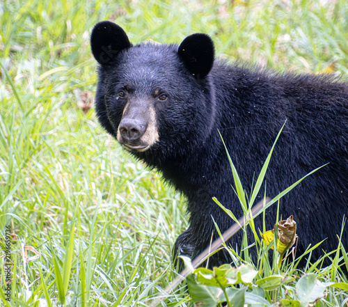 Foto black bear mom closeup face eyes ears snout details