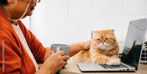 Картината върху платно In this portrait, a senior woman embraces the joy of online activities on her laptop, with her content Scottish Fold cat as her companion