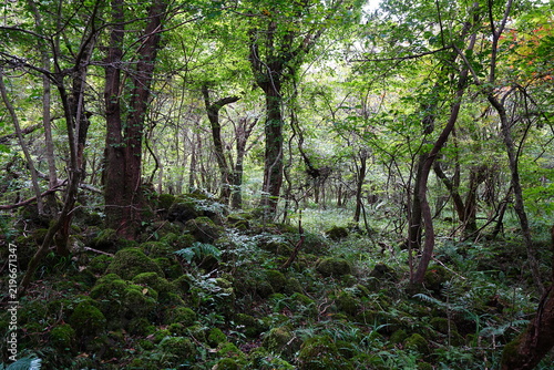 fine forest in the fall sunlight
