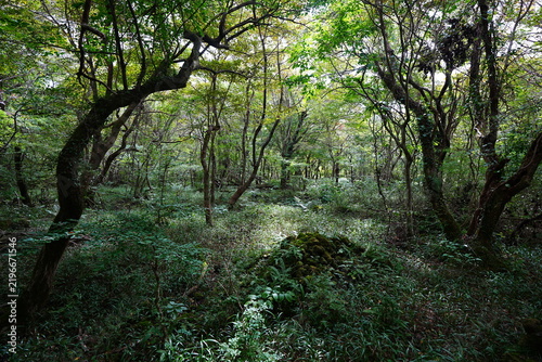 fine forest in the fall sunlight

