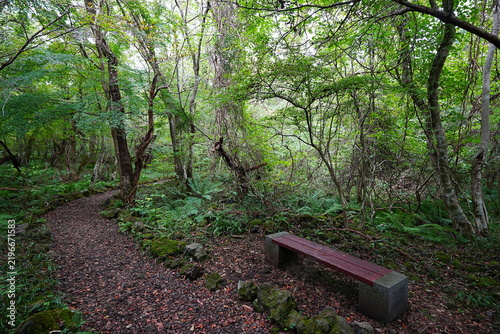 fine trail through old wild forest
