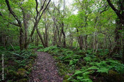 autumn pathway through thick ferns