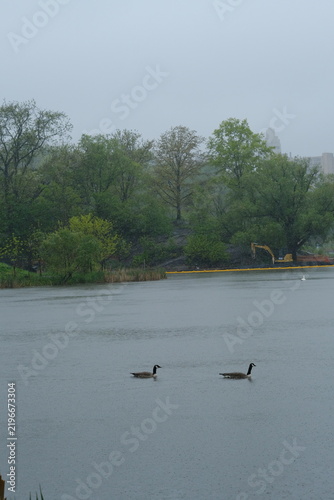 Two ducks geese floating swimming in water on a rainy day in new york