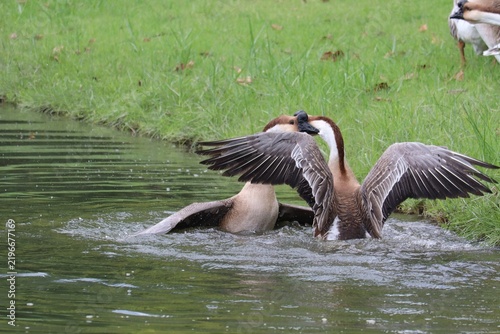 Принти на полотні Geese Squabble by the Pond: Two geese engage in a playful tussle at the edge of a pond, their wings spread wide amidst the splashing water