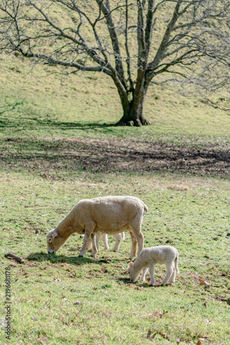 A mother sheep and her lamb graze peacefully in a grassy field near a large tree