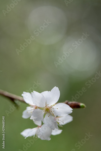 Delicate white cherry blossom flowers blooming on a thin branch against a soft green background