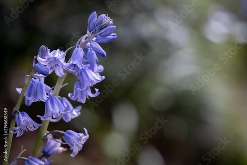 Close up of vibrant bluebell flowers blooming in a lush spring garden with soft bokeh background