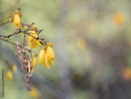 Delicate yellow kowhai flowers bloom on a branch with dried seed pods