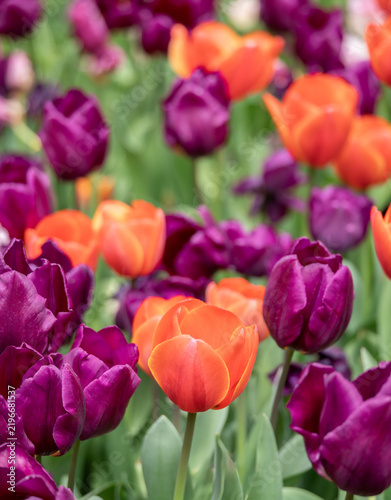 Vibrant purple and orange tulips blooming in a lush spring garden with soft natural lighting