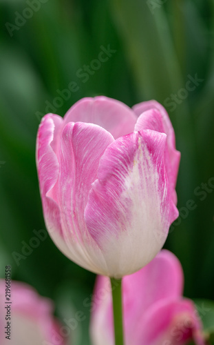 A single pink and white tulip flower blooming in a lush green spring garden setting close up