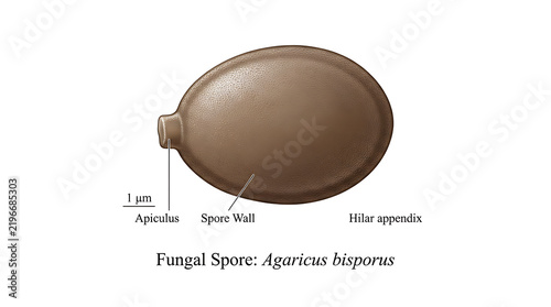 Tropical fungal spore isolated cutout graphic for scientific and medical documentation