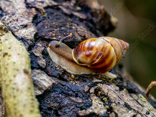 фотографія Tropical Land Snail Crawling Across Fallen Tree Trunk