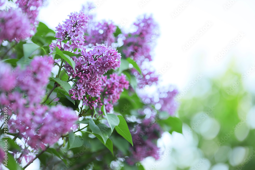 Fototapeta premium Springtime renewal and nature beauty, blooming purple lilac flowers in a garden with soft sunlight and blurred green foliage for seasonal background