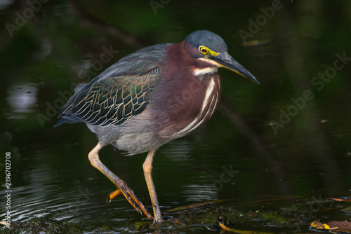 Green Heron in a marsh.